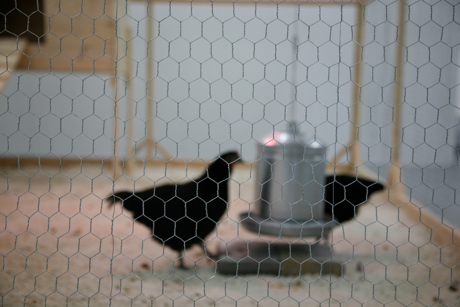 KOEN VANMECHELEN Cosmopolitan Chicken Project (DC) 2009. Installation view: Conner Contemporary Art.