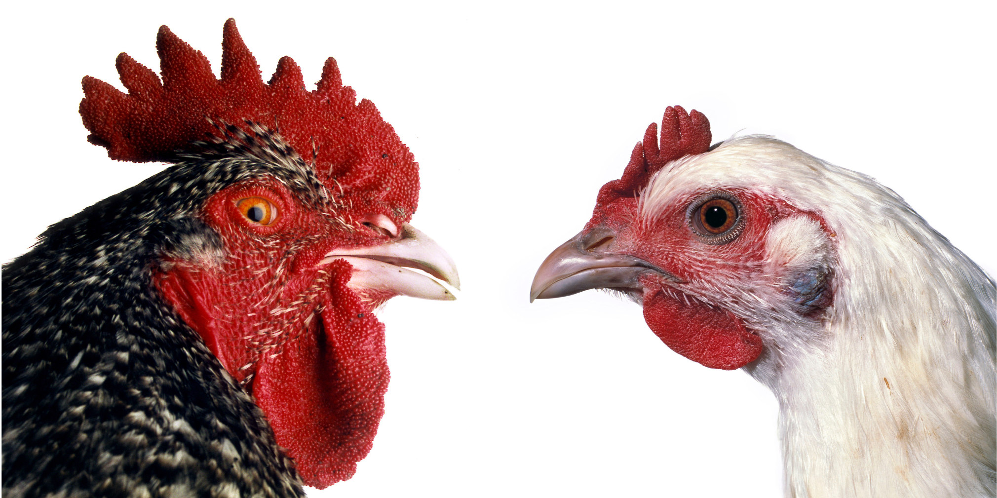 Koen Vanmechelen Mechelse Koekoek x Poulet de Bresse lambda print on plexiglas, diptych, 12 x 12 inches (each)