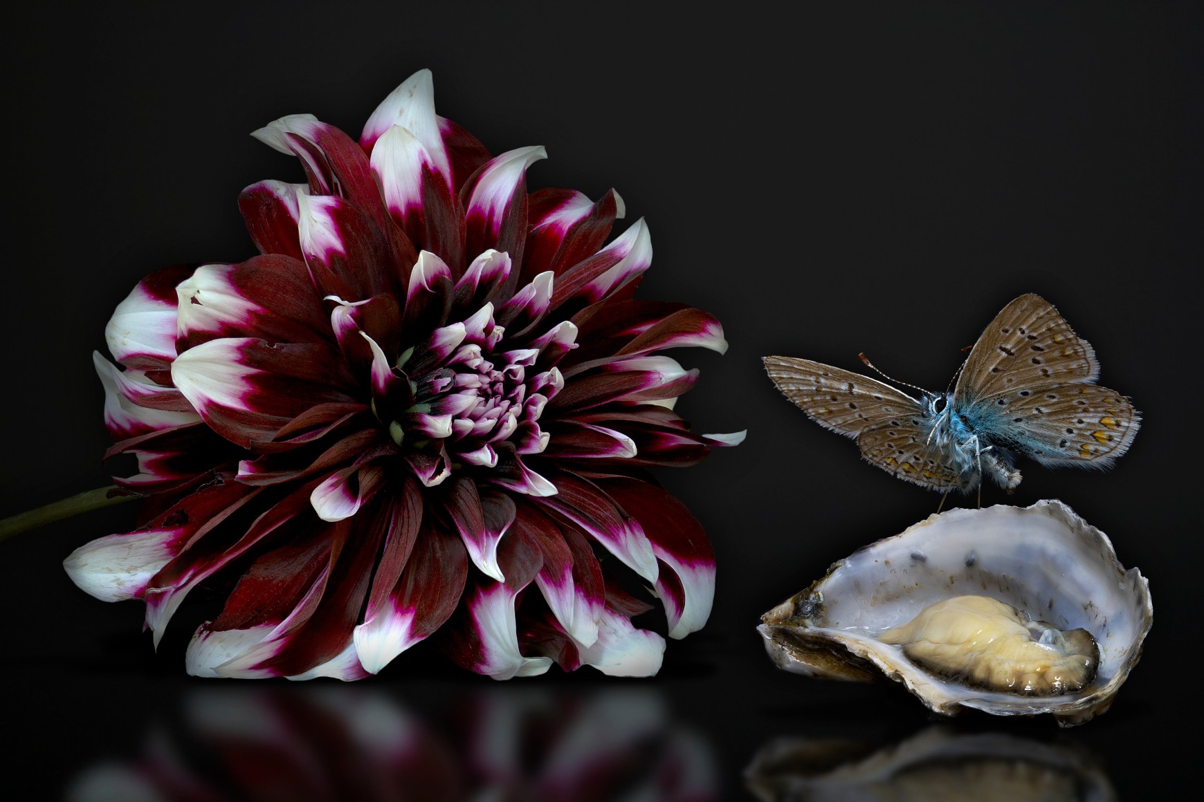 AGNIET SNOEP Still Life Series: Oyster 2013, c-print mounted on aluminum, 24 x 36 inches