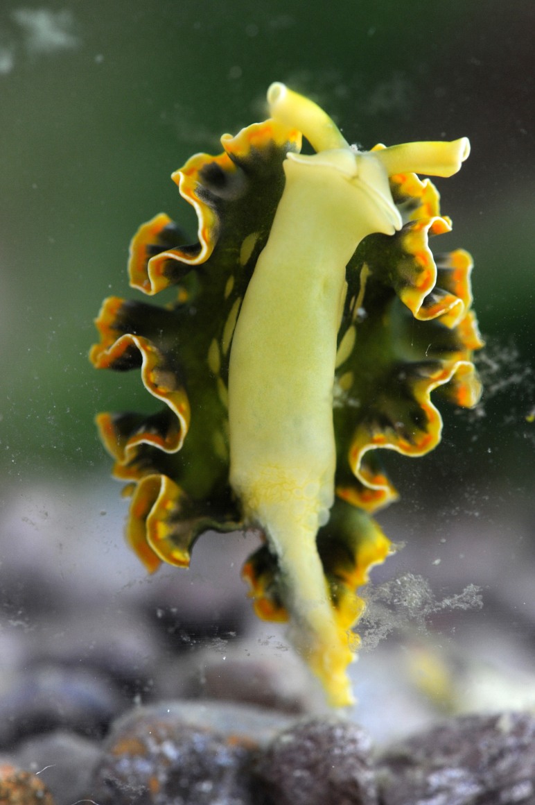 SARAH ALLISON Photosynthetic Sea Slugs (detail) 2011, aquarium, sea slugs, dimensions variable. Installation view: ACADEMY 2011, Conner Contemporary Art.