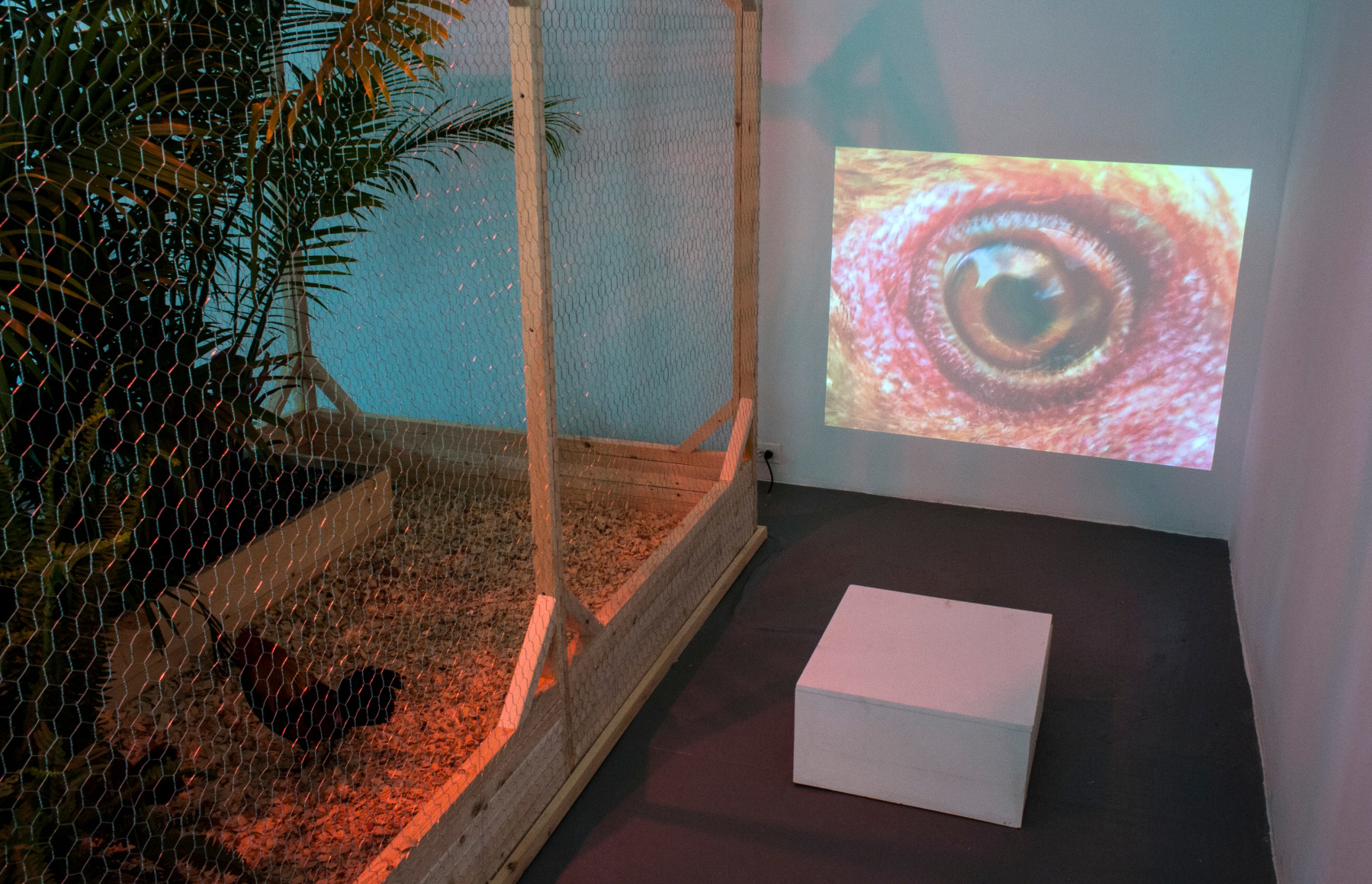 KOEN VANMECHELEN Leaving Paradise 2013. Installation view: CONNERSMITH.