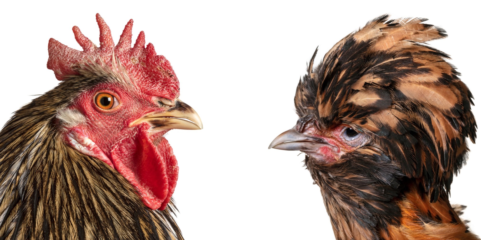 KOEN VANMECHELEN  Mechelse Maatiaiskana x Padovana lambda print on plexiglas, diptych, 12 x 12 inches (each)