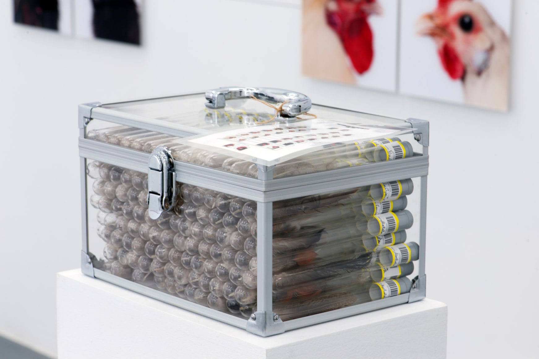 KOEN VANMECHELEN Under Pressure - C.C.P. (detail) 2013, glass, stainless steel, test tubes, feathers