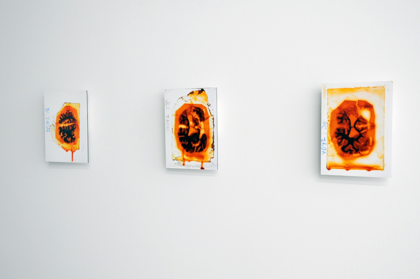JON MALIS ACADEMY 2011 Installation view: Conner Contemporary Art.