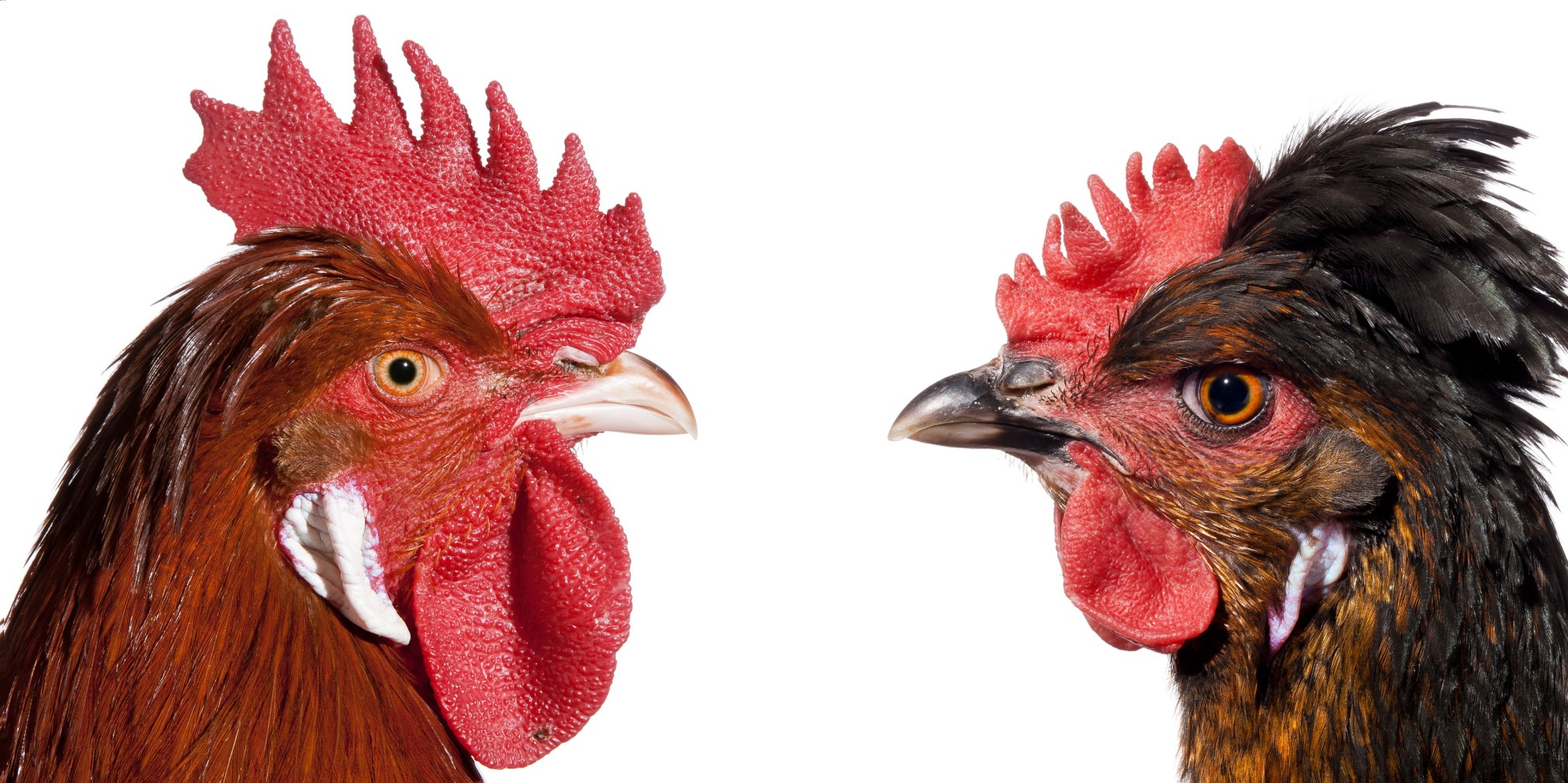 KOEN VANMECHELEN  Sulmtaler x Mechelse Styrian  2019, lambda print on plexiglas, diptych, 12 x 12 inches (each), 12 x 24 inches (overall), ed: 6.