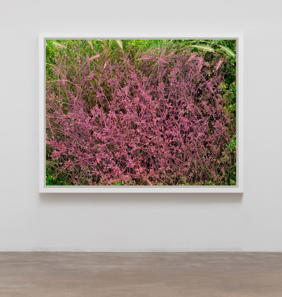 Black Medic and Foxtail Barley (Medicago lupulina and Hordeum jubatum) Pink 2019 Wild Clover, Barley, Biodegradable Milk Paint (Water, Casein, Chalk, Limestone, Earth Pigments, Cochineal) Inkjet Print Mounted on Di-Bond 59” x 75”