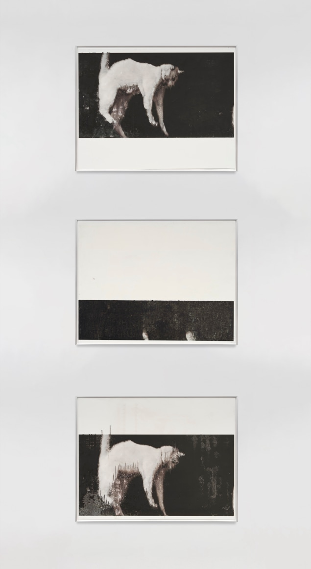 David Moy Permanent Descent (Cats), 2024 Ultrachrome inkjet on panel with varnish Three panels of 20 x 22 in (unframed) Three panels of 50.8 x 55.9 cm (unframed) (DMO25.010)