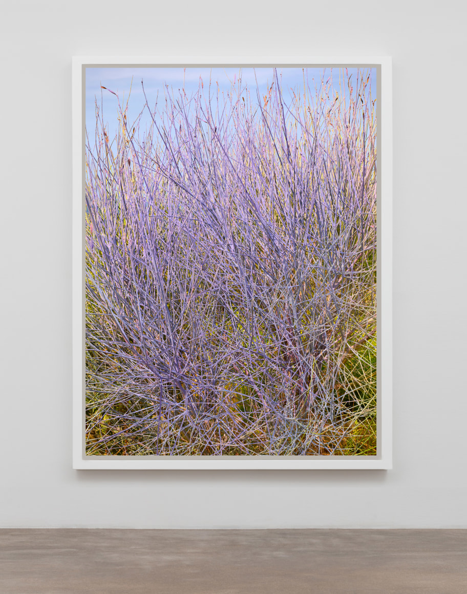 Ginestra (Cytisus scoparius) Violet 2020 Wild Ginestra, Biodegradable Milk Paint (Water, Casein, Chalk, Limestone), Indigo, Alkanet, and Cochineal) Inkjet Print Mounted on Di-Bond 71” x 53”