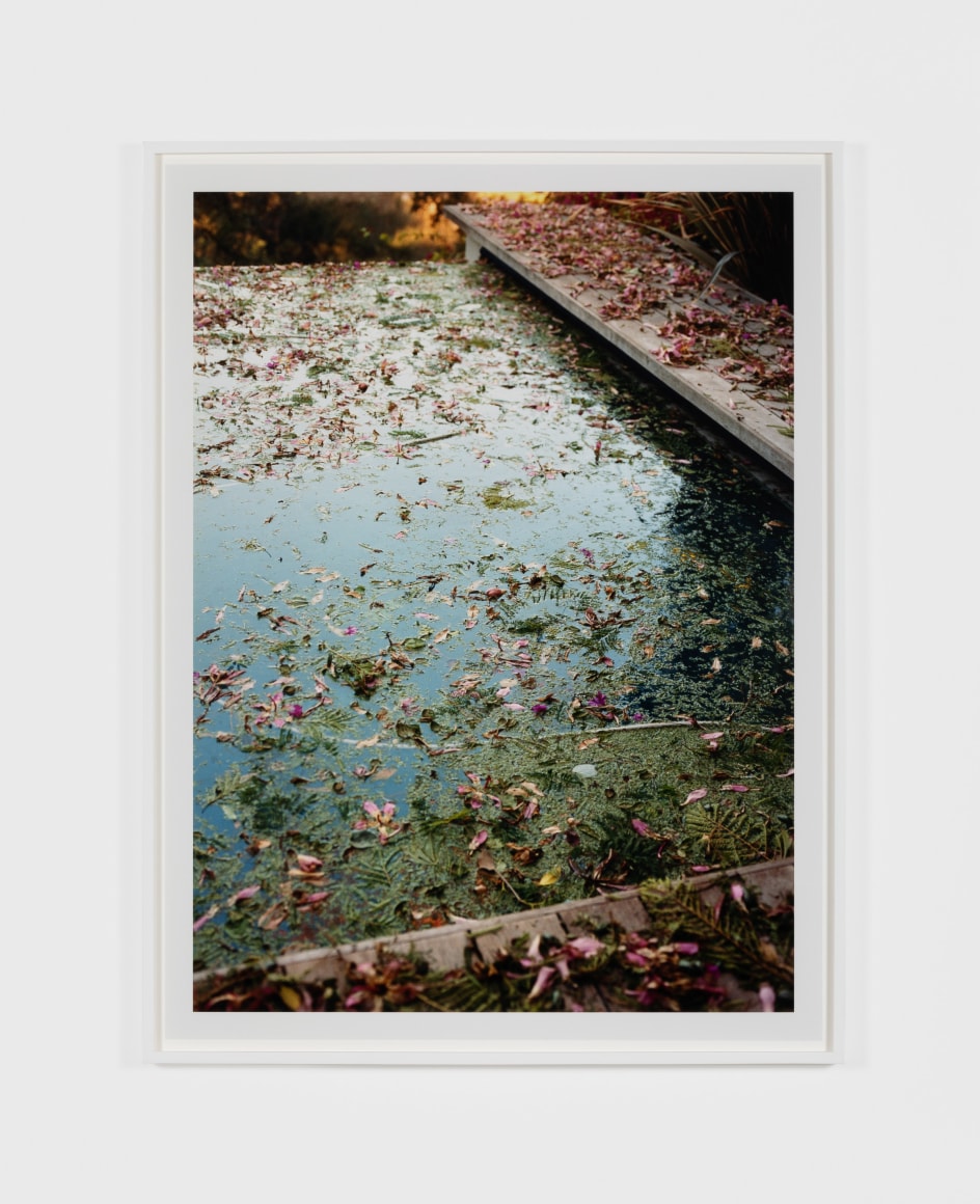 Margarete Jakschik Morning Splendour, 2019 color photograph Ed. 1/5 (+2 AP) 37 x 27.75 inches 94 x 70,5 cm (MJA20.004)