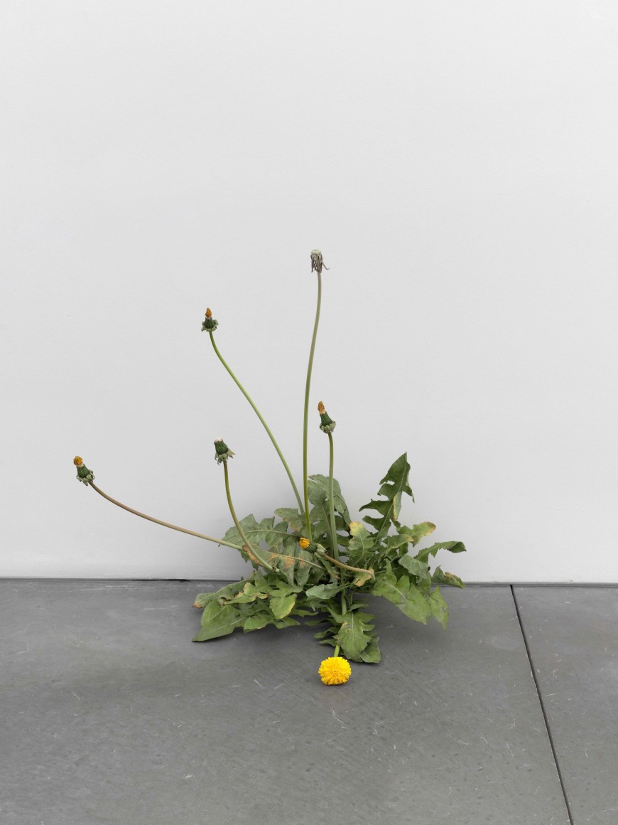 Tony Matelli Weed, 2024 Painted bronze 22 x 21 x 16 in 55.9 x 53.3 x 40.6 cm (TMA24.012)