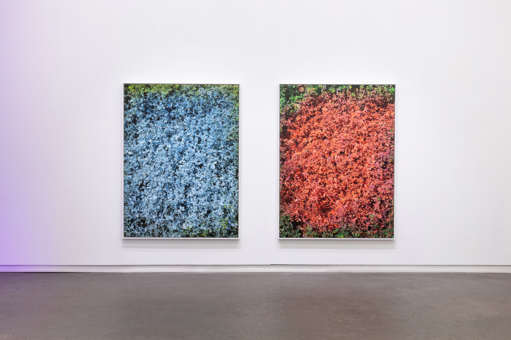 Black Medic (Medicago lupulina) Blue and Orange 2019 Wild Clover, Biodegradable Milk Paint (Water, Casein, Chalk, Limestone, Earth Pigments, Indigo, Ochre, Cochineal) Inkjet Print Mounted on Di-Bond 71” x 53” each