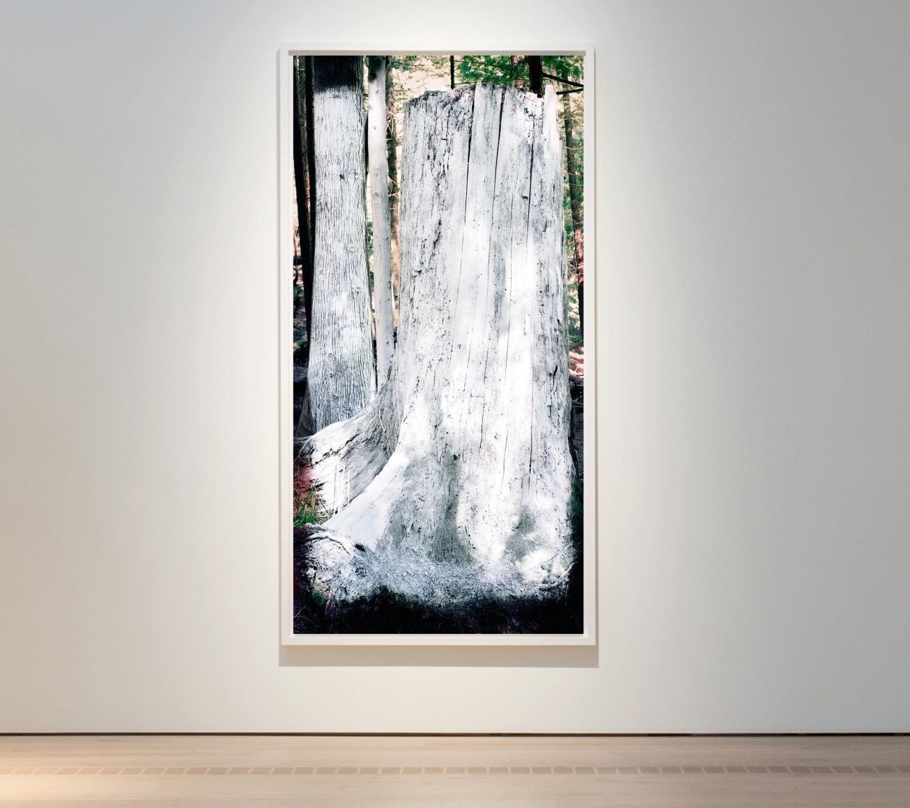 White Tree 2017 Milk paint, biodegradable earth pigments, chalk, limestone, trees and plants Inkjet Print mounted on Di-bond 94” x 46”