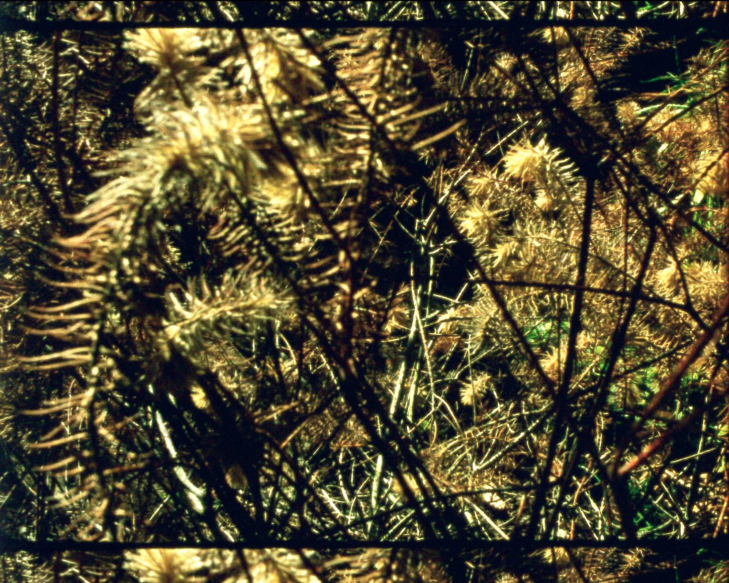 Epilogue 8 from&nbsp;Arboretum Cycle, 2017