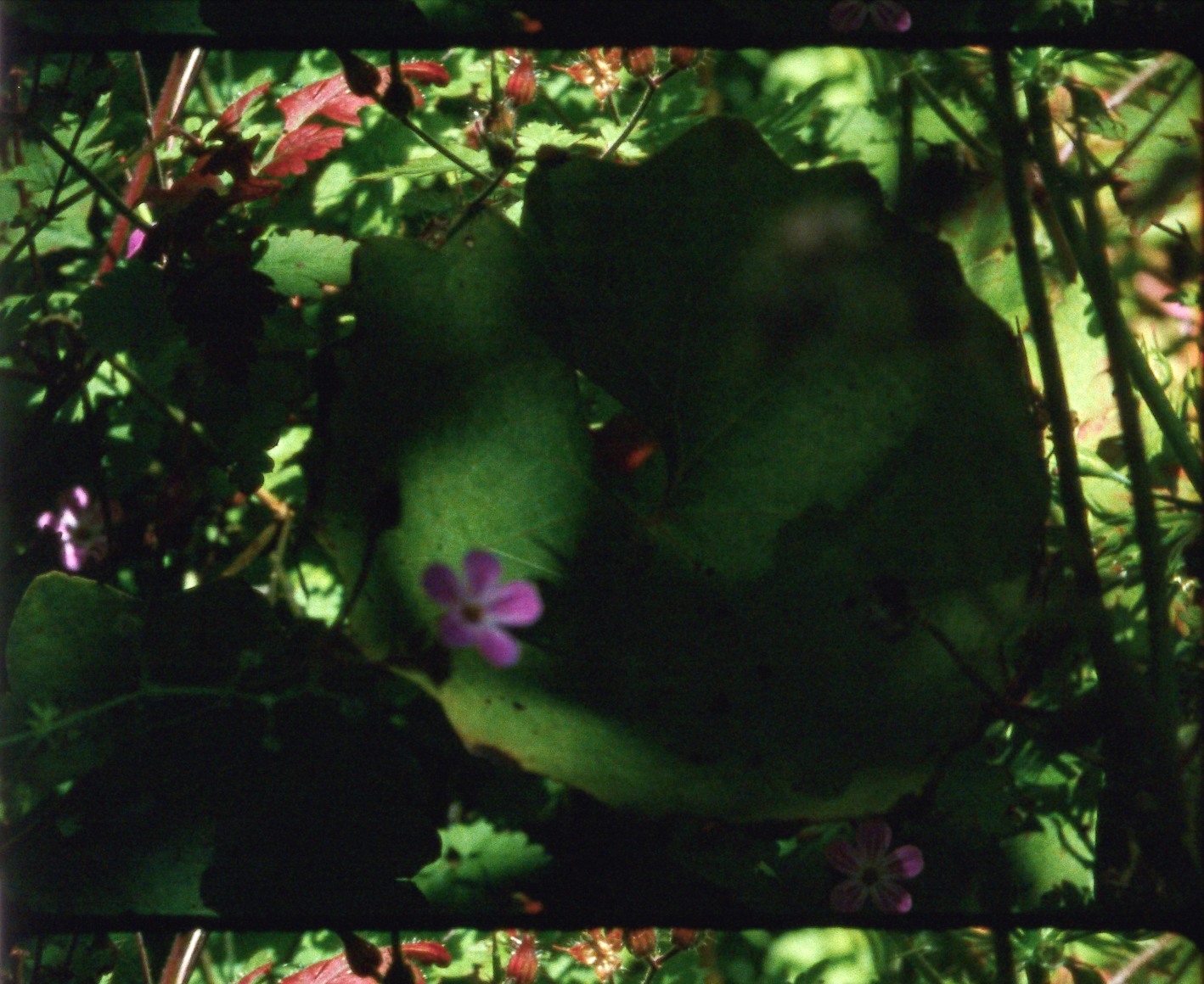 Ode 30 from&nbsp;Arboretum Cycle, 2017