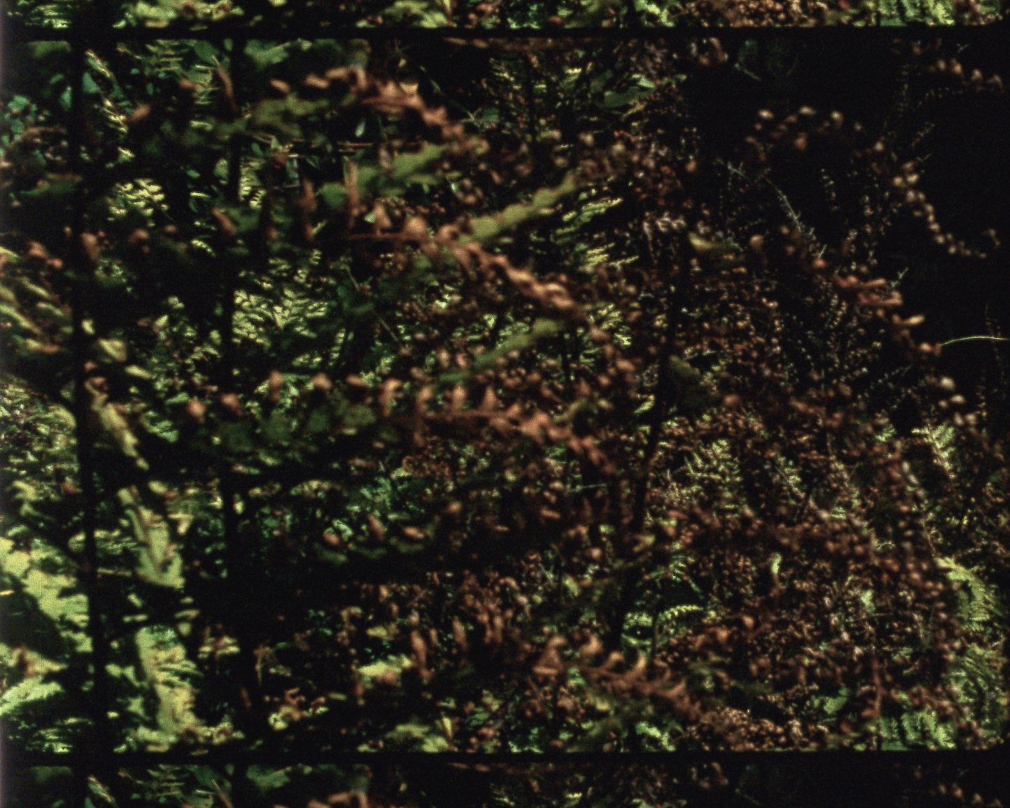 Ode 13 from&nbsp;Arboretum Cycle, 2017