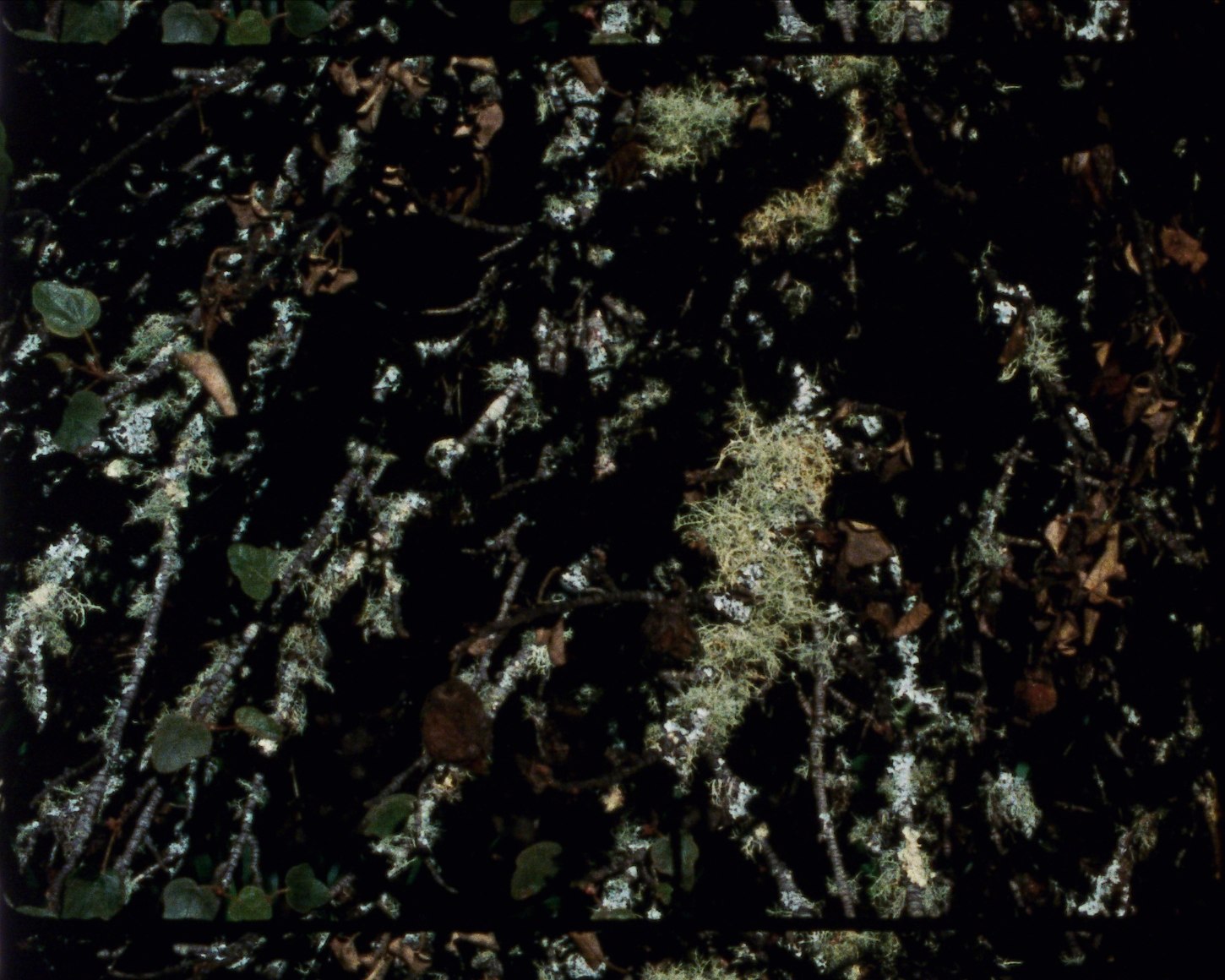 Elohim 3 from Arboretum Cycle, 2017