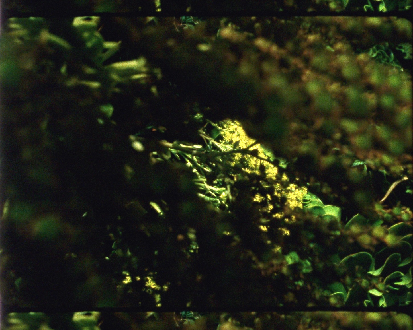 Ode 29&nbsp;from&nbsp;Arboretum Cycle, 2017