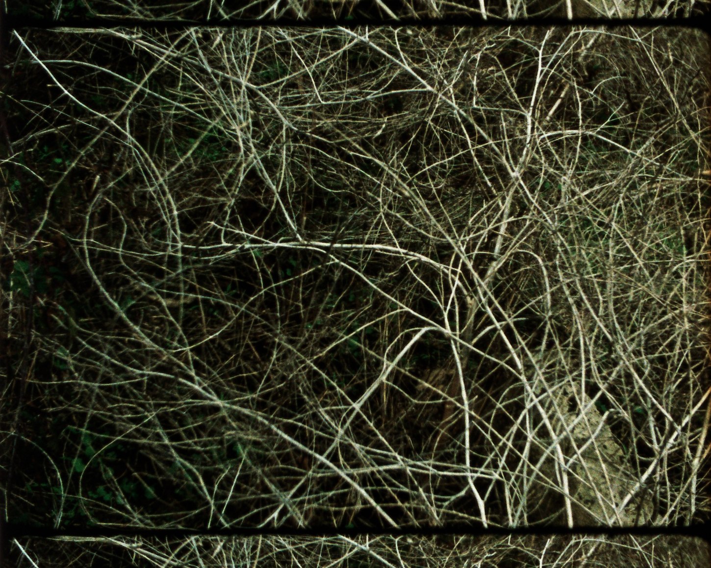 Epilogue 17 from&nbsp;Arboretum Cycle, 2017