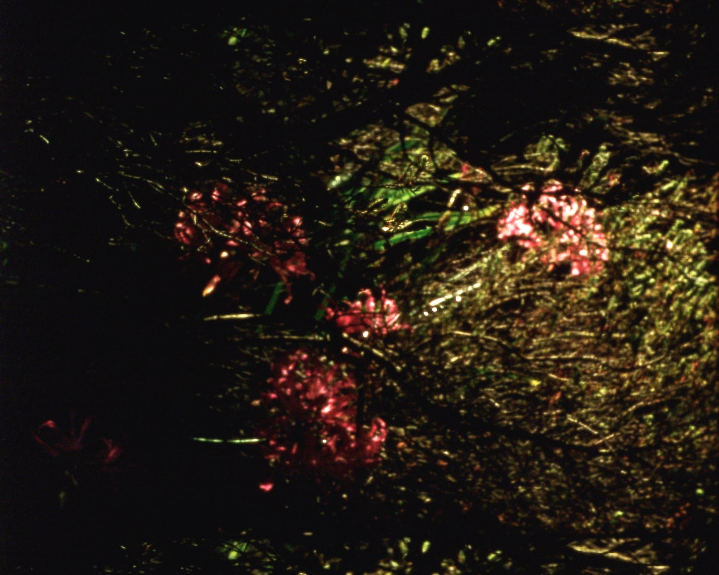 Epilogue 6 from&nbsp;Arboretum Cycle, 2017