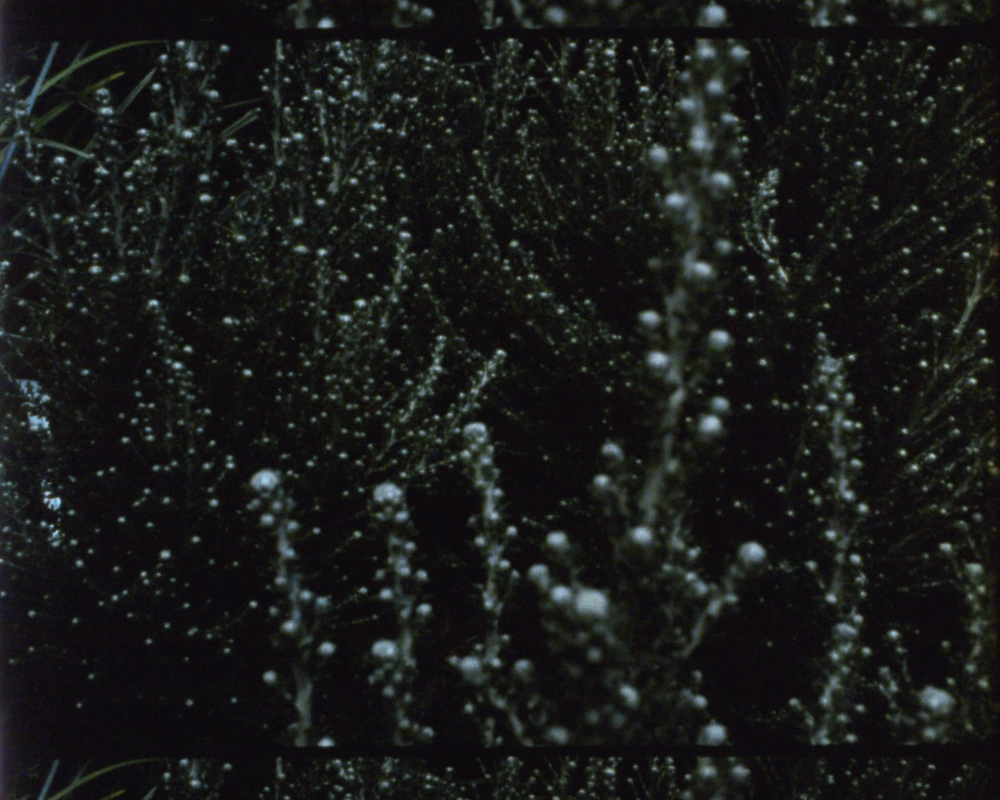 Ode 26 from&nbsp;Arboretum Cycle, 2017