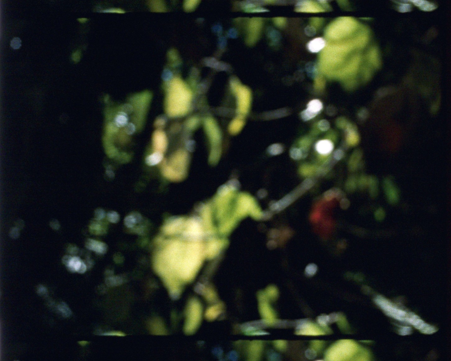 Monody 6 from&nbsp;Arboretum Cycle, 2017