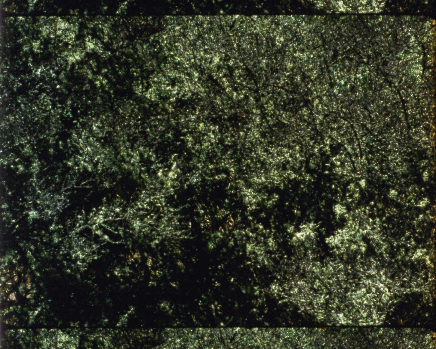 Ode 21 from&nbsp;Arboretum Cycle, 2017