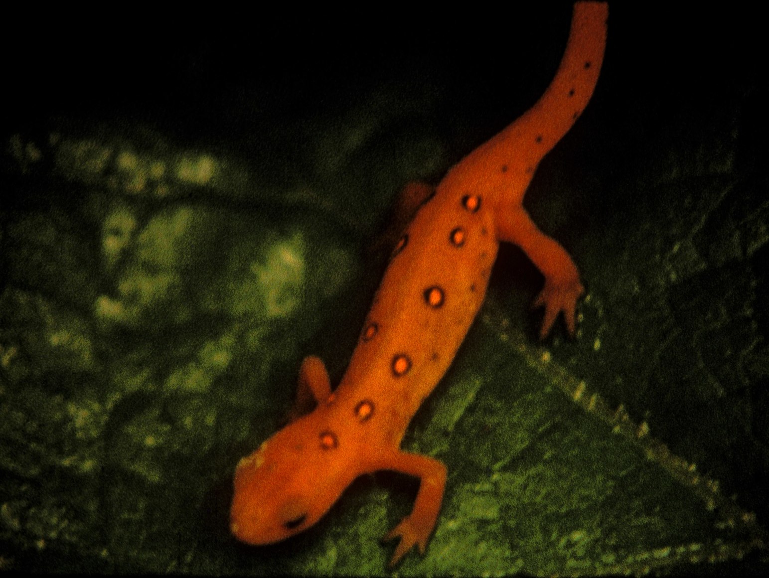 Hours For Jerome (Part 1) 2, 1966-1970