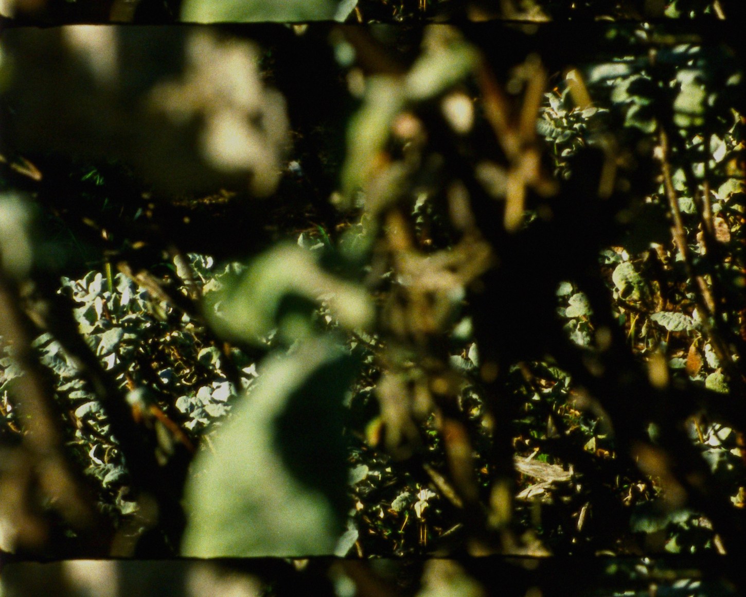 Epilogue 18 from&nbsp;Arboretum Cycle, 2017