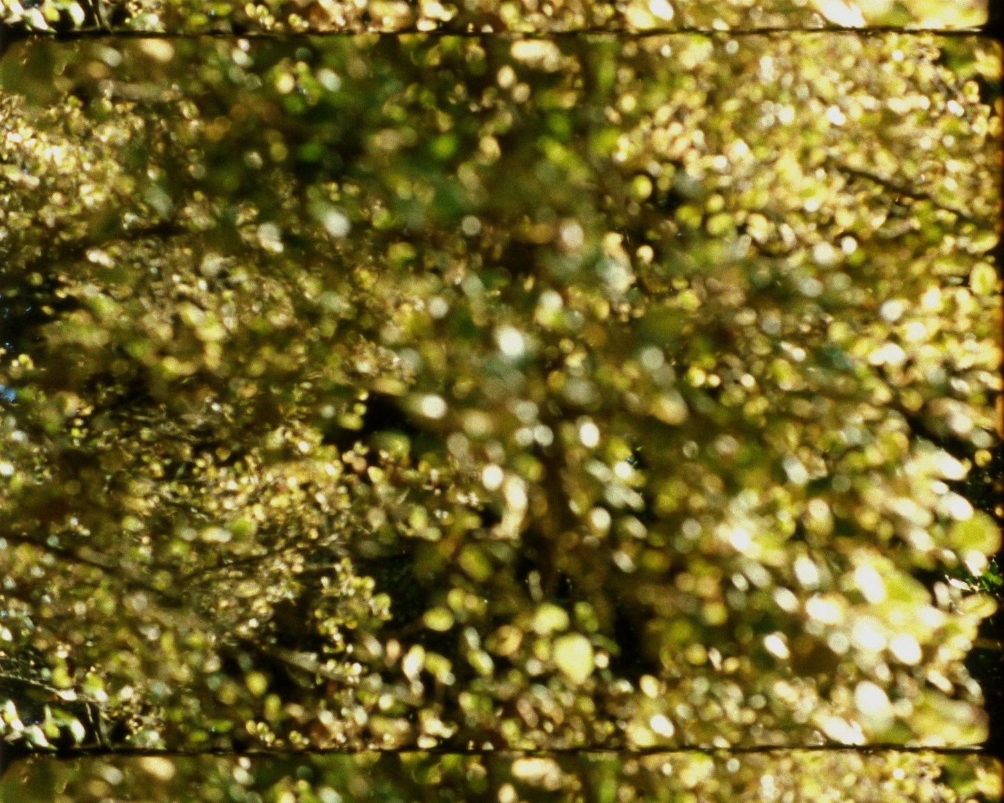 Monody 19 from&nbsp;Arboretum Cycle, 2017