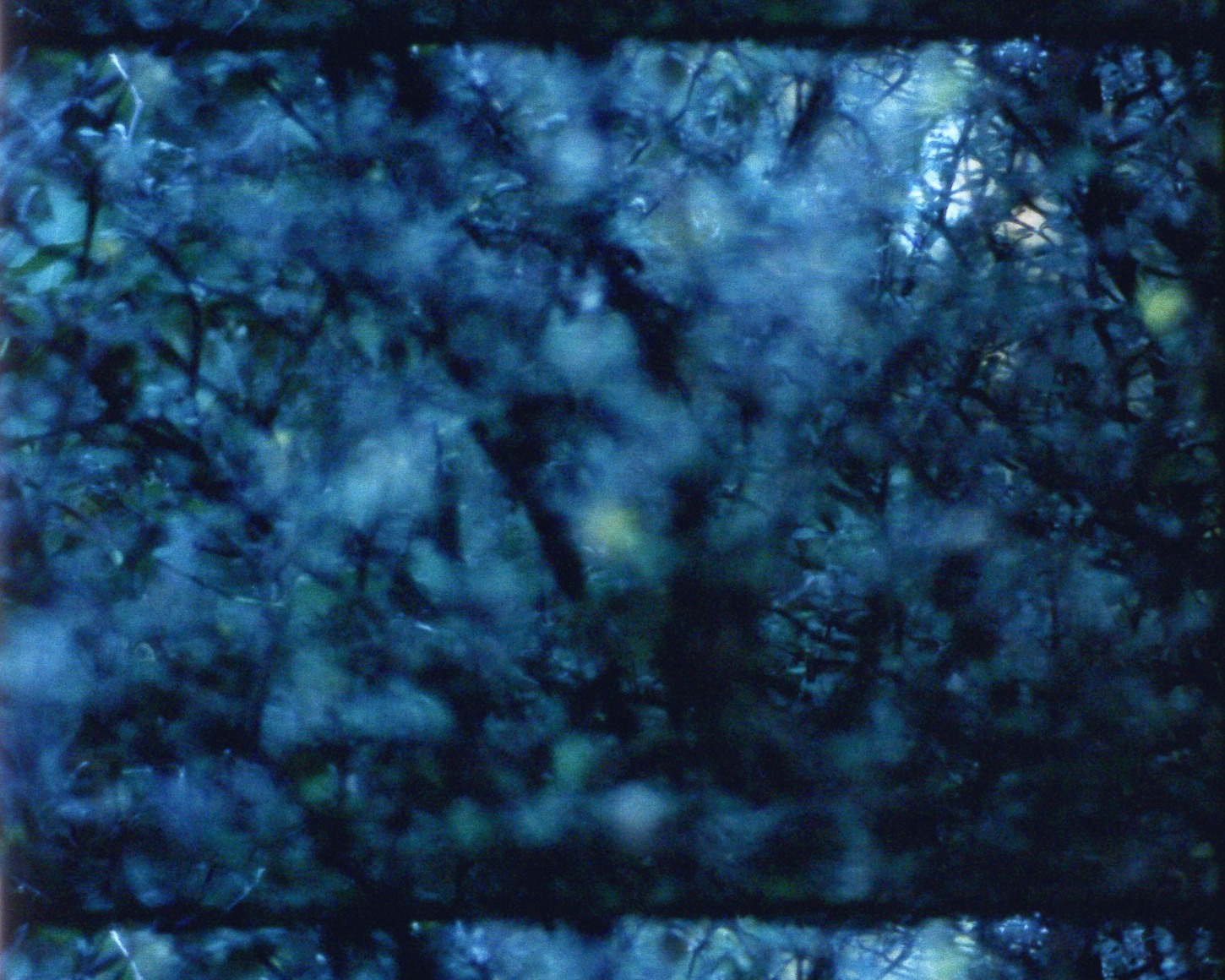 Monody 5 from&nbsp;Arboretum Cycle, 2017