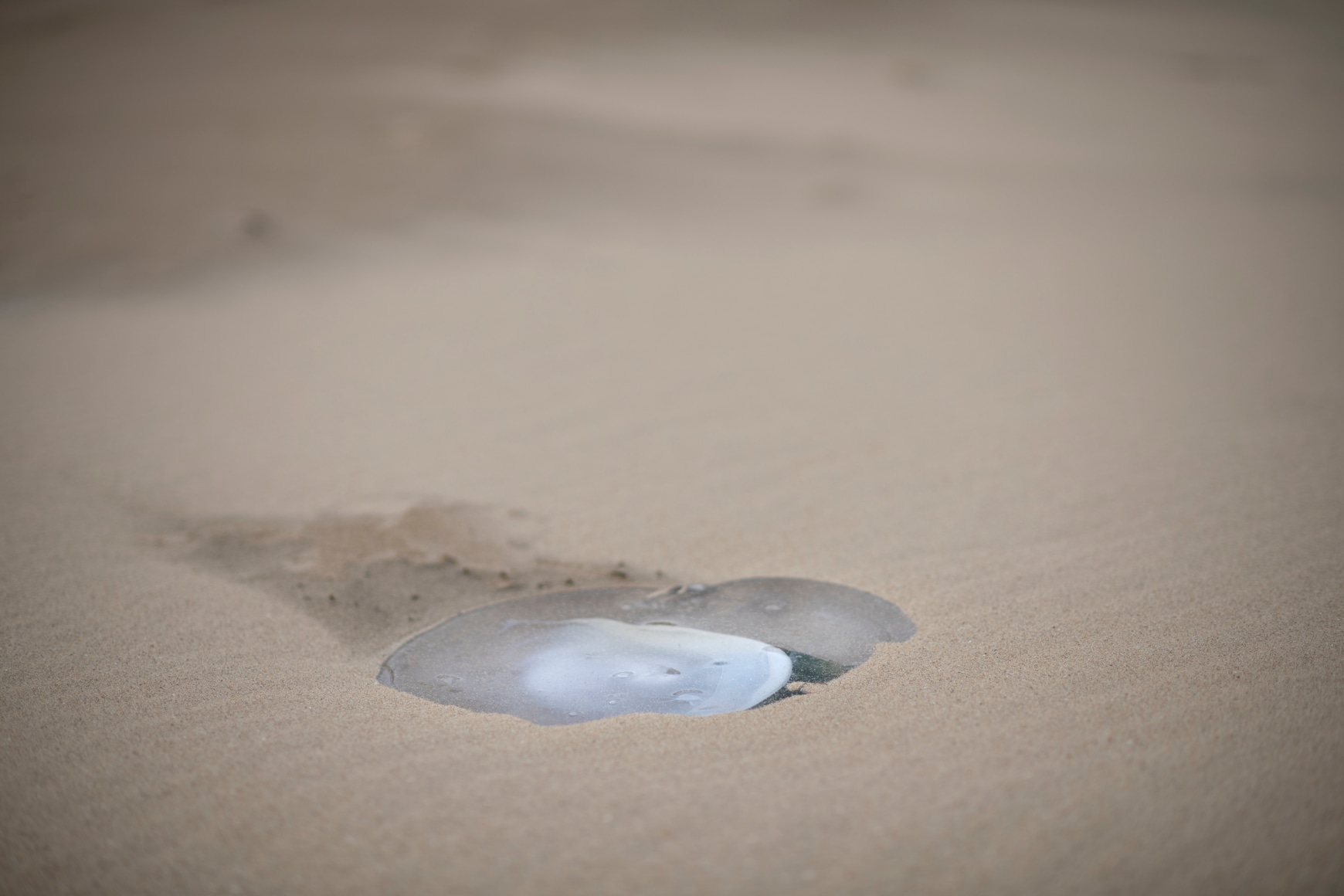 Rossella Biscotti, Stranded, 2021, Installation on Bredene Beach for Beaufort Triennale, Belgium, 2021