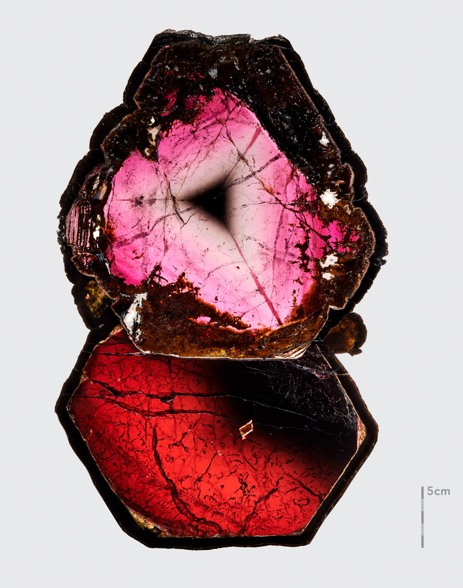 Fine mineral photograph of a Liddicoatite Tourmaline Slice  on white for wilensky exquisite minerals habits exhibition.