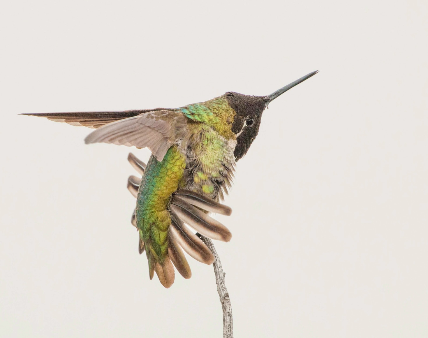 Anna's Hummingbird