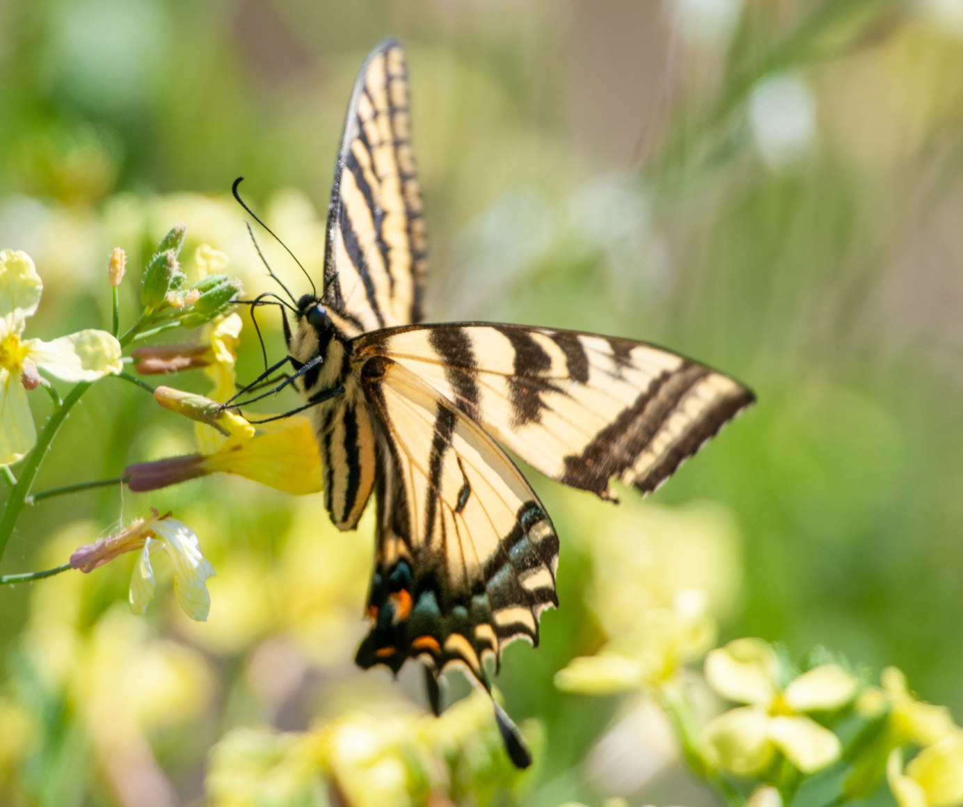 Swallowtail's - Butterflies - Bruce Elliott Photography