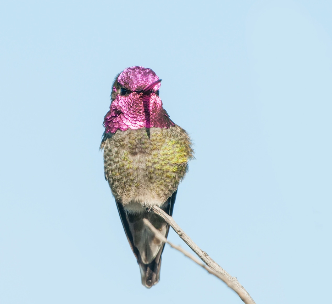 Anna's Hummingbird