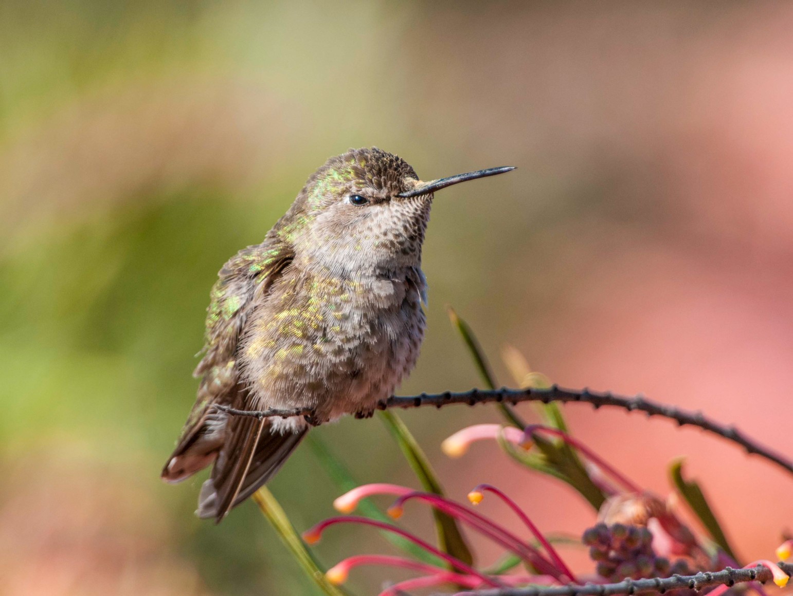 Anna's Hummingbird