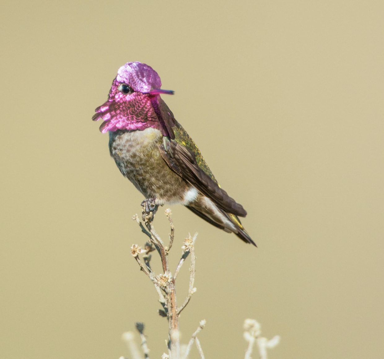 Anna's Hummingbird
