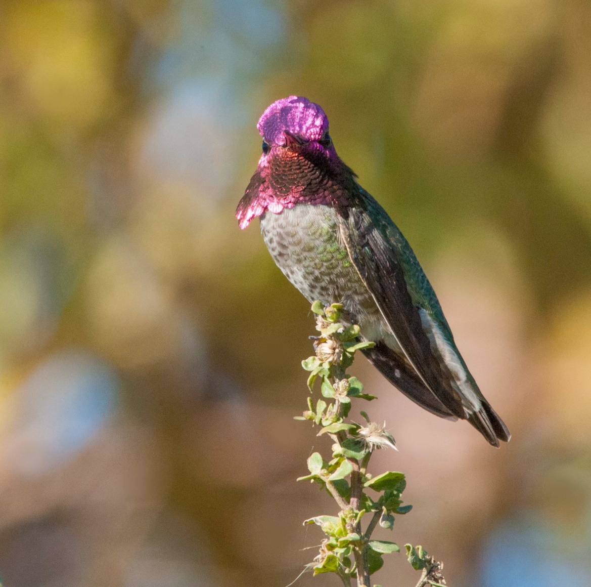 Anna's Hummingbird