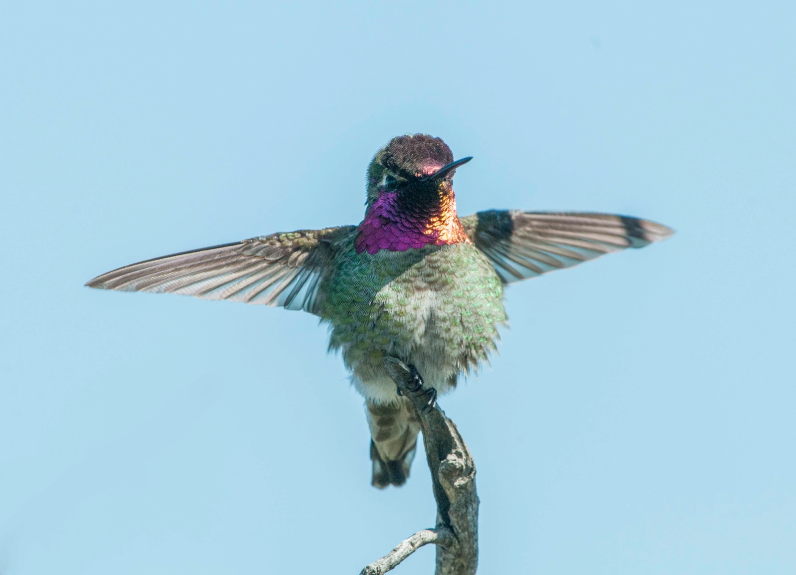 Anna's Hummingbird