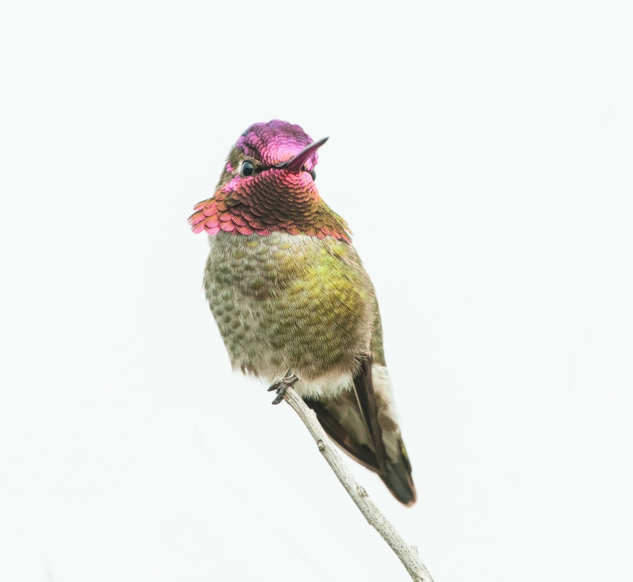 Anna's Hummingbird