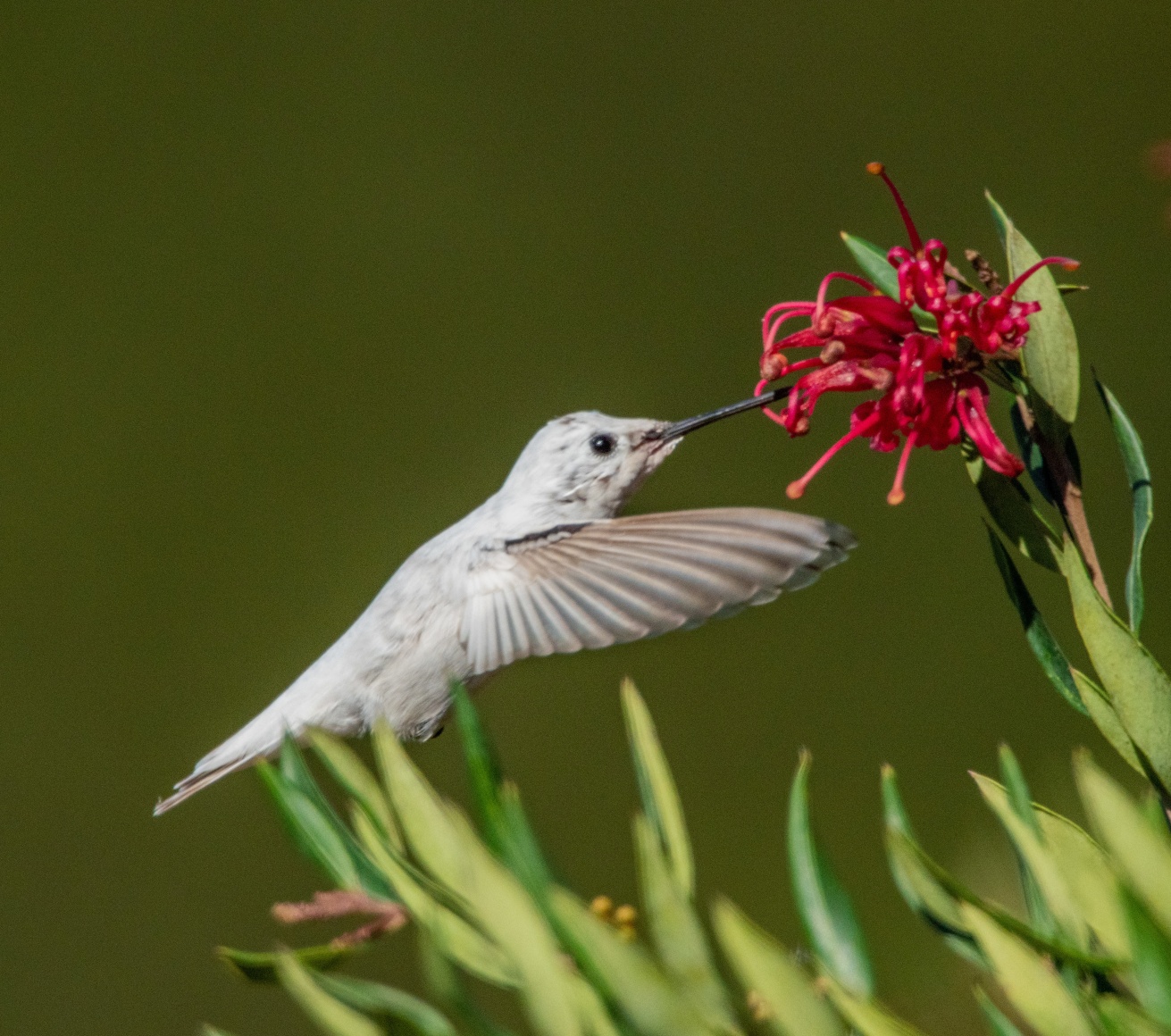 Anna's Hummingbird (Leucistic)