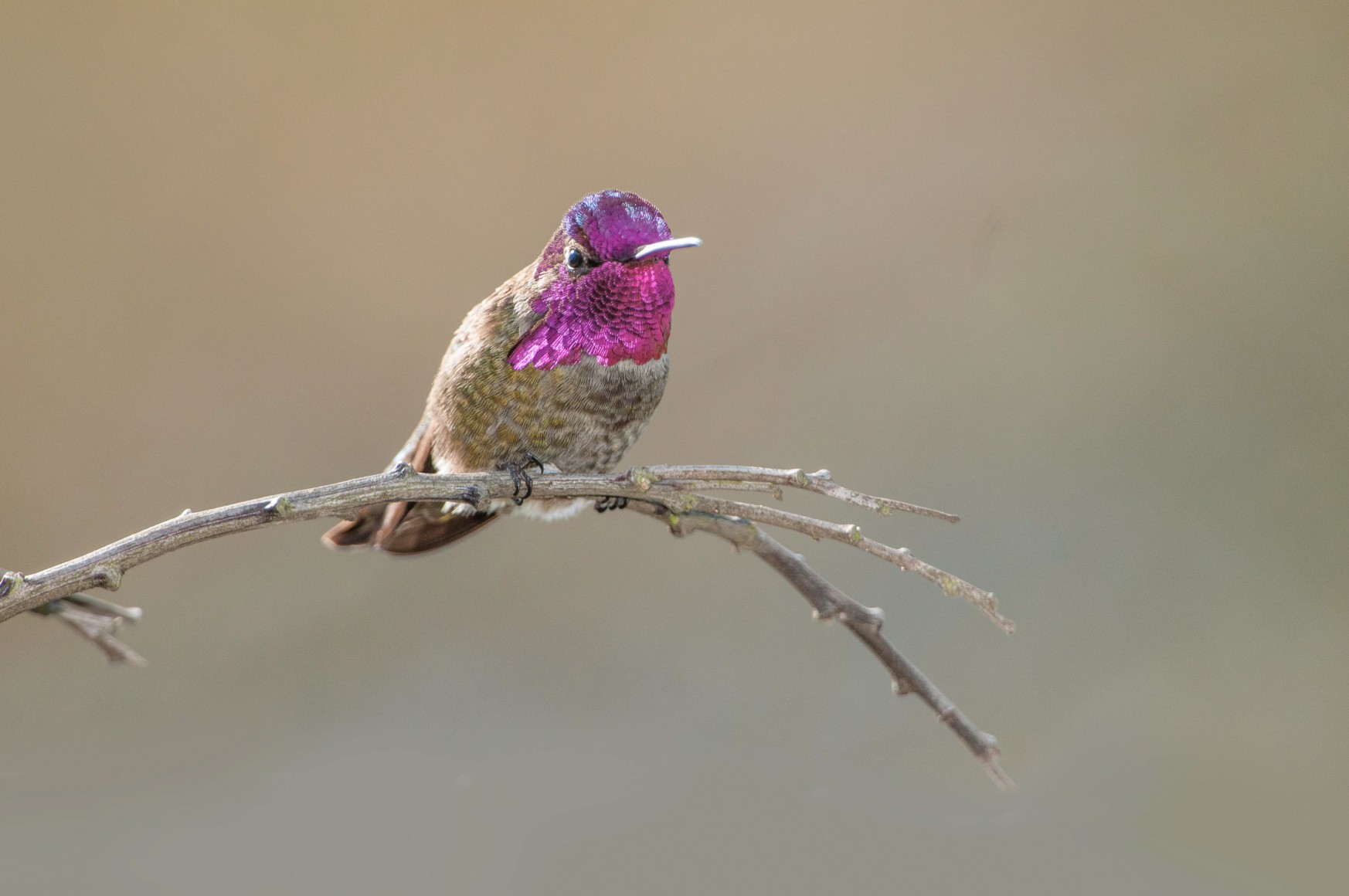 Anna's Hummingbird