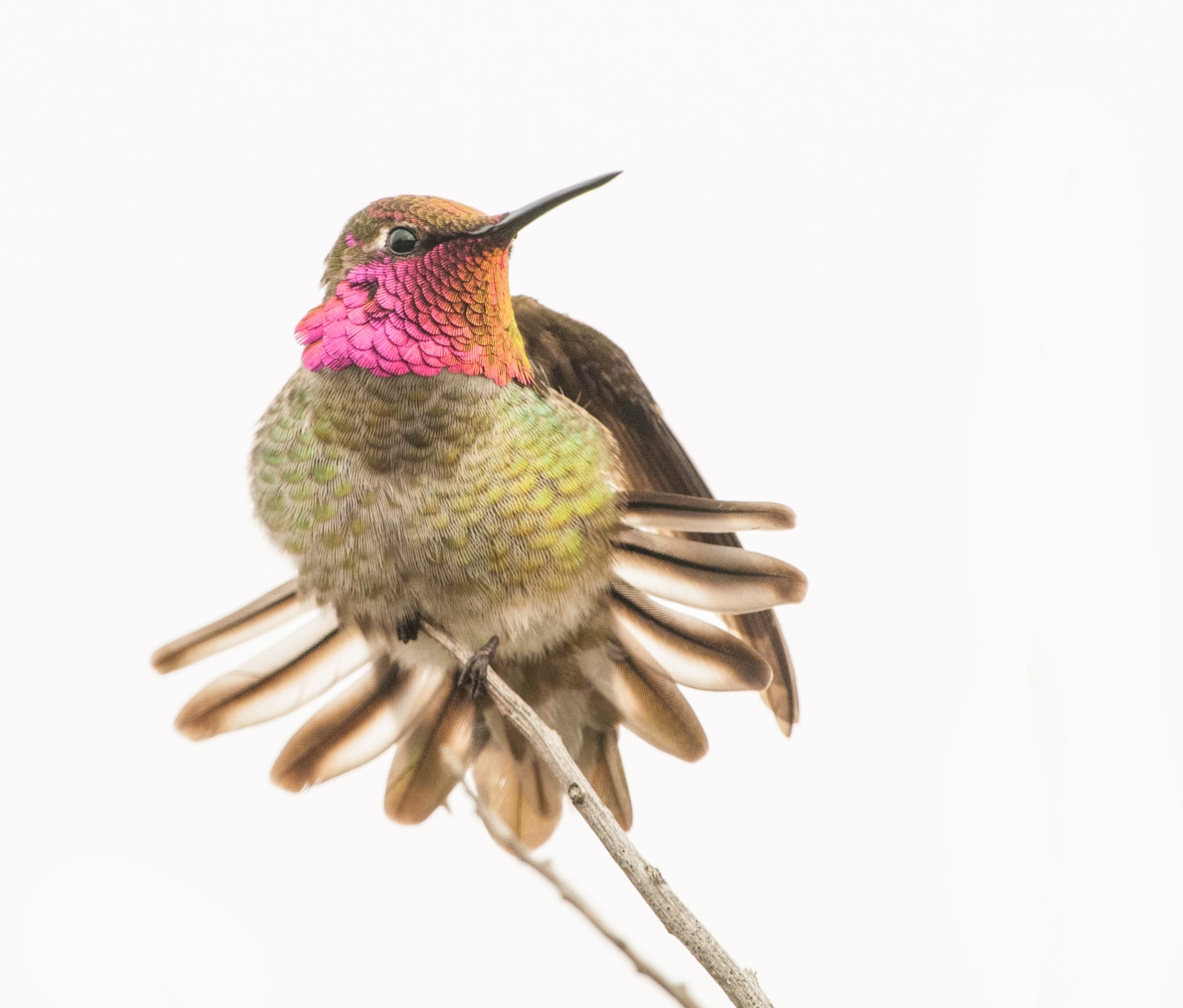 Anna's Hummingbird