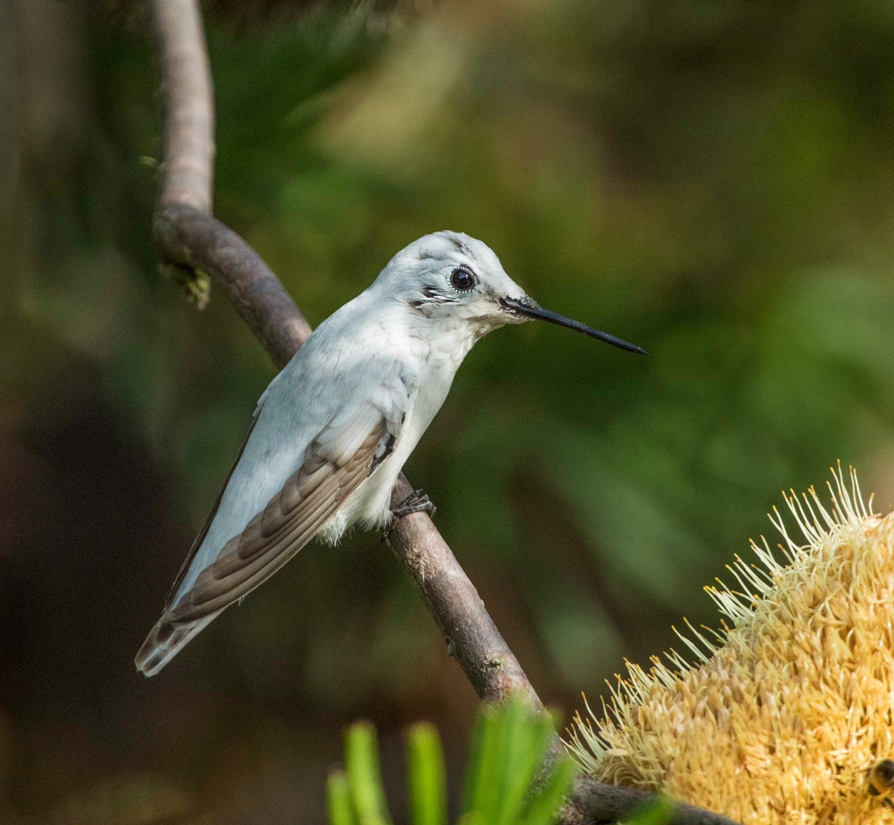 Anna's Hummingbird (Leucistic)