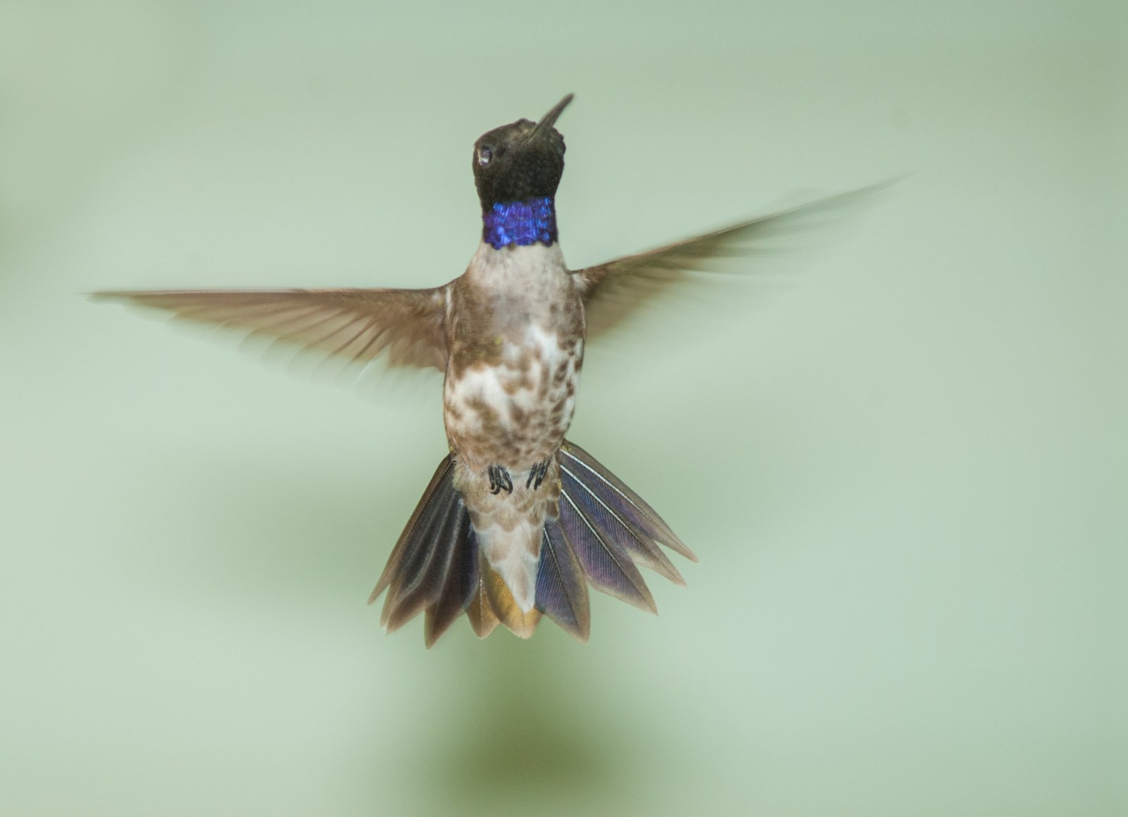 Black-chinned Hummingbird
