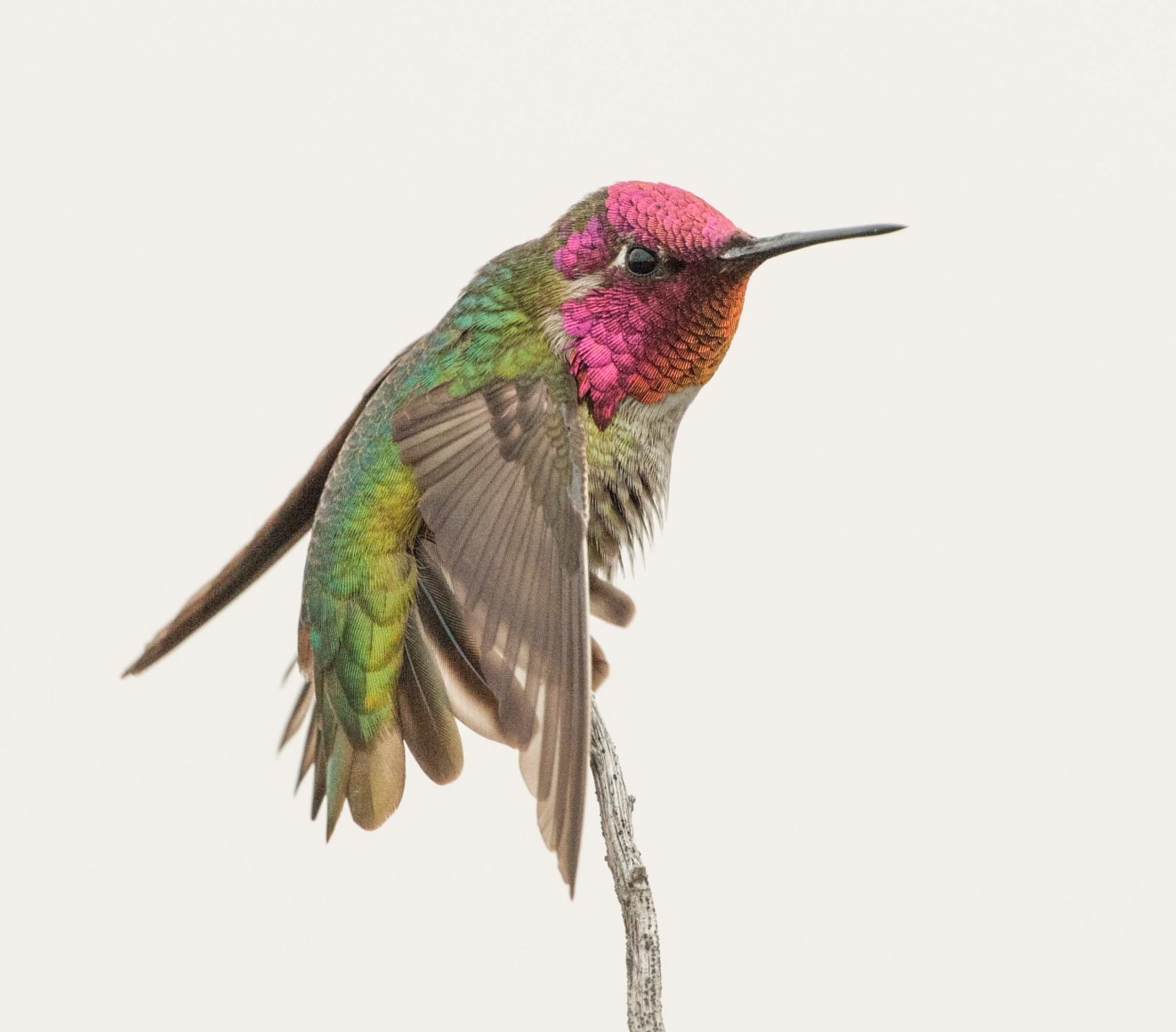 Anna's Hummingbird