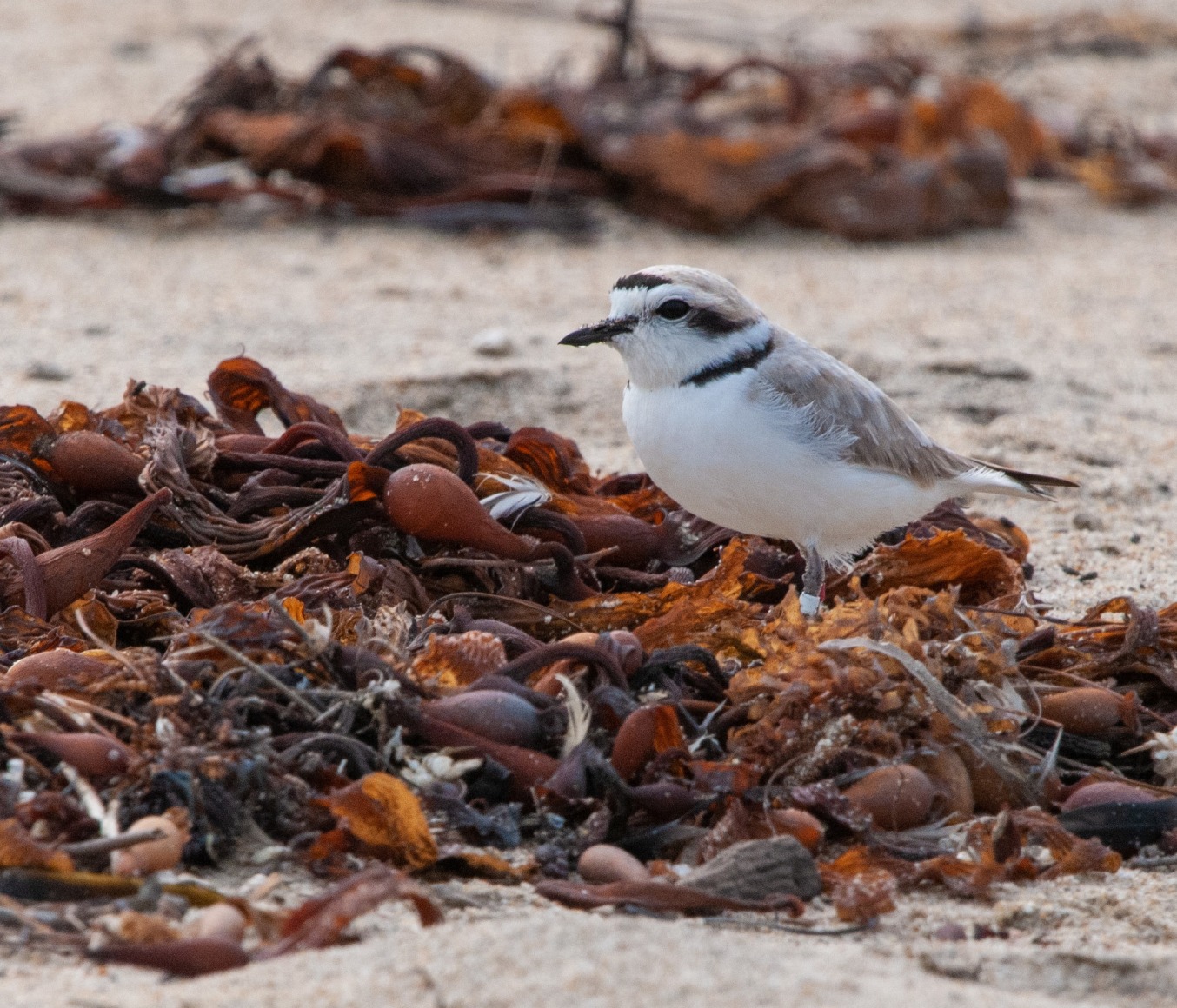 Snowy Plover