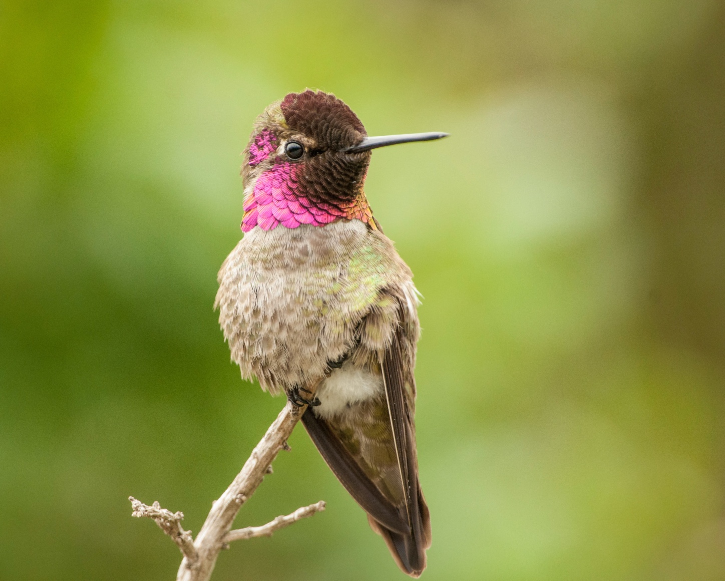 Anna's Hummingbird