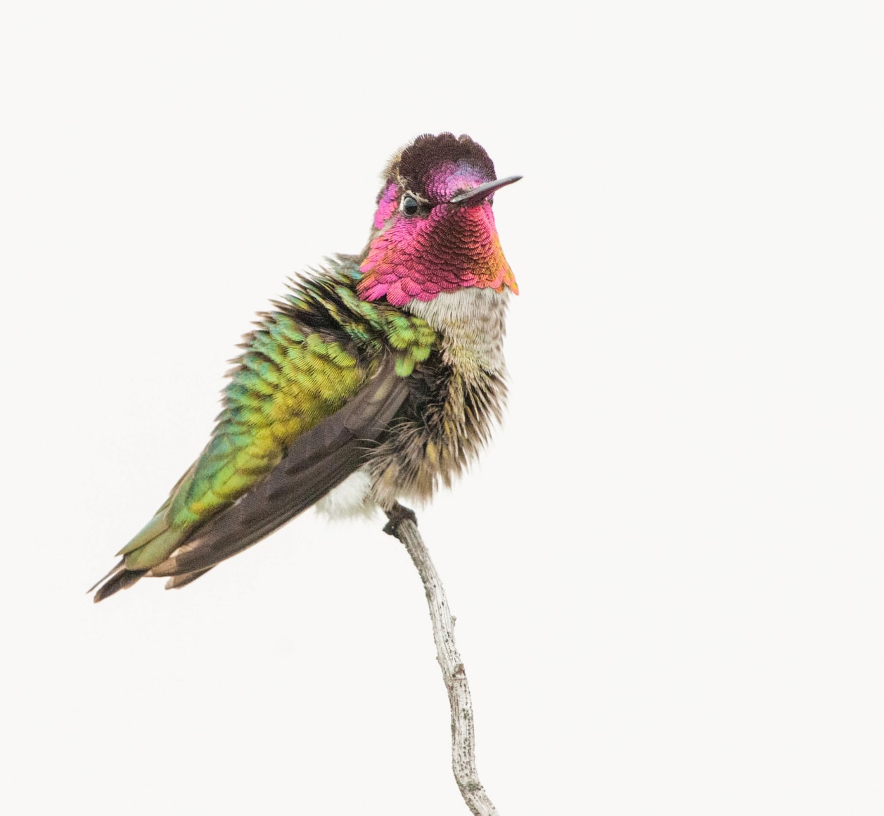 Anna's Hummingbird