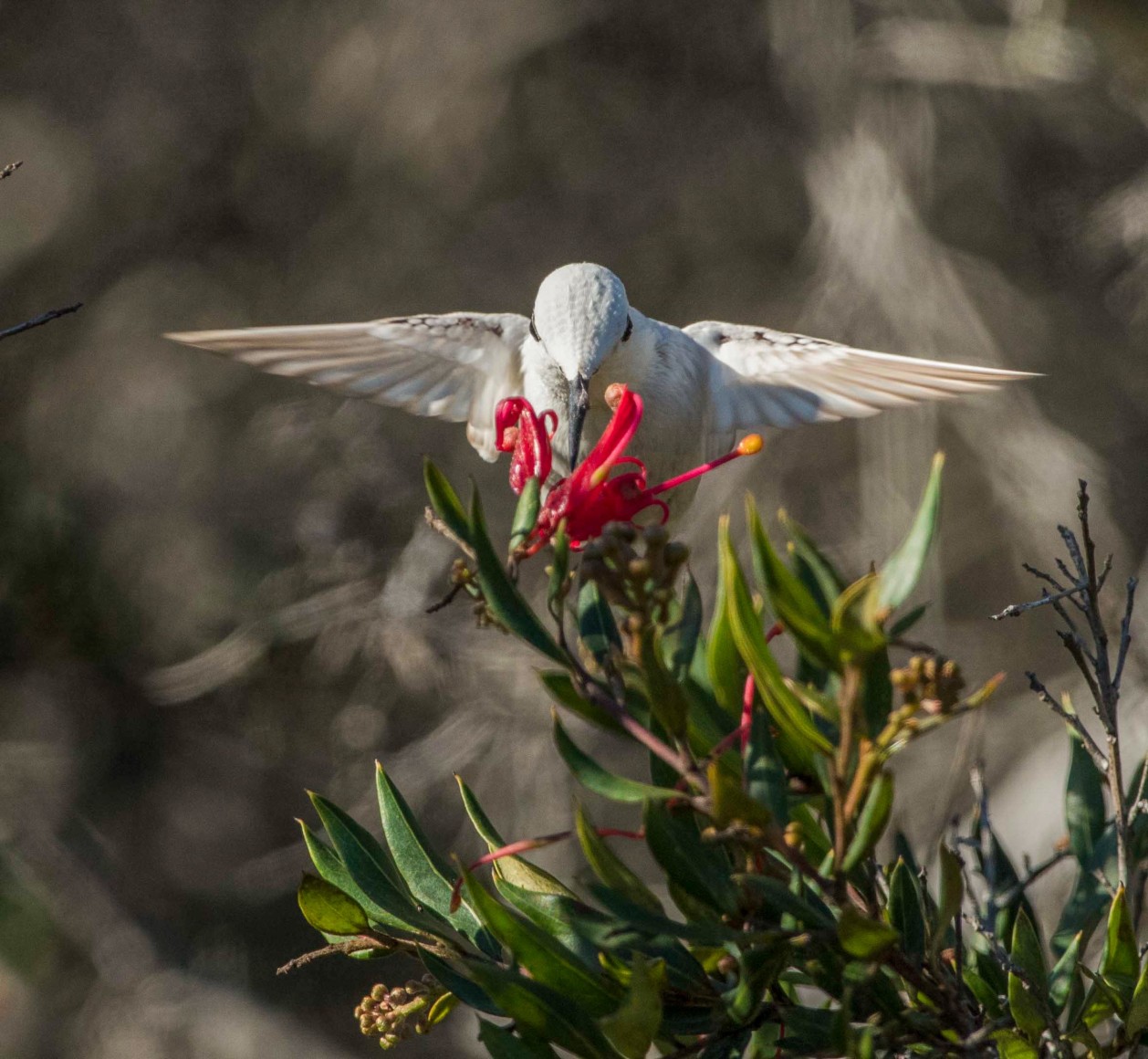 Anna's Hummingbird (Leucistic)
